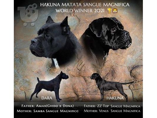 PoulaTo: Κουτάβια Cane Corso